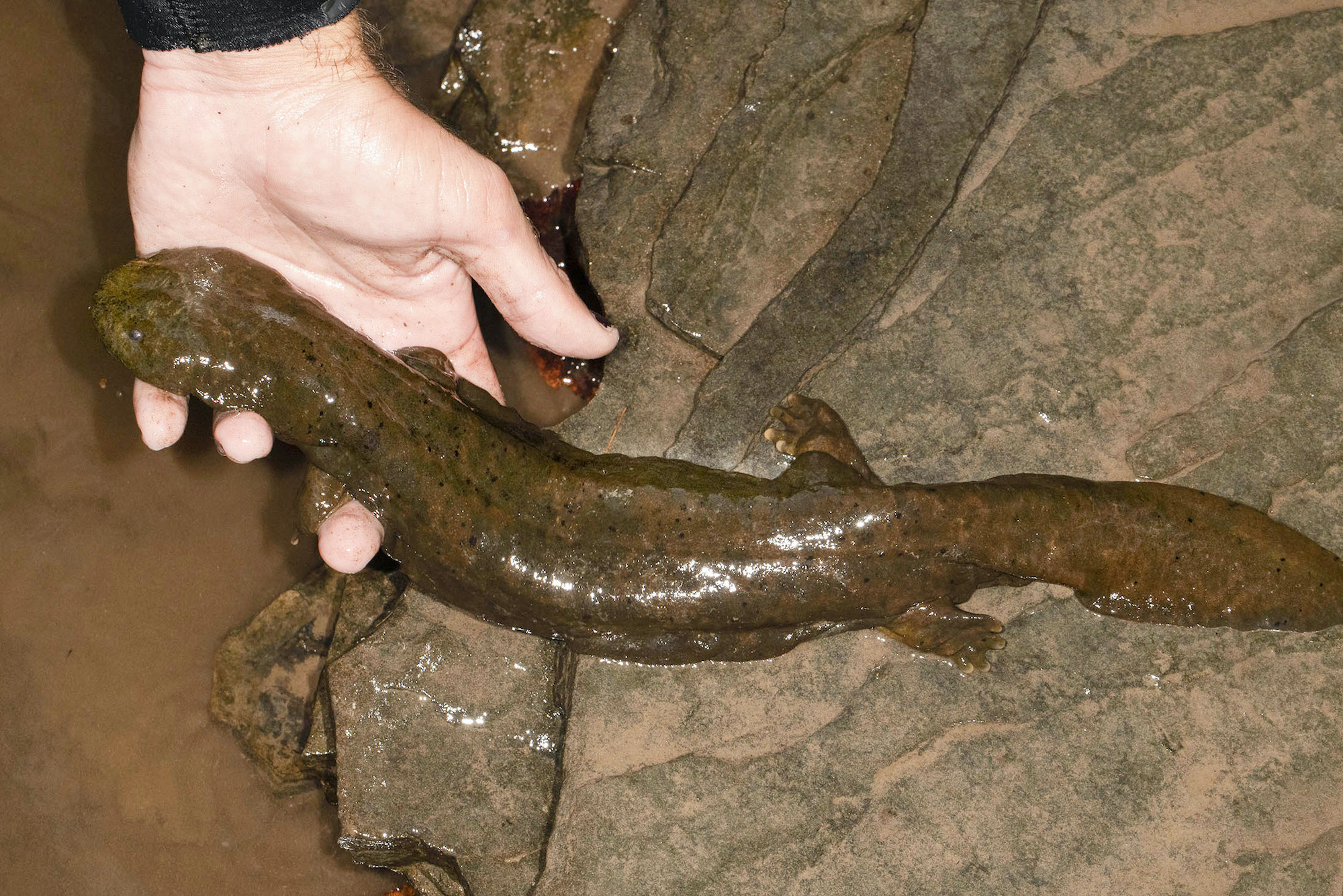 Hellbender Download Pennsylvania NewsMedia Association Hellbender Download Pennsylvania NewsMedia Association