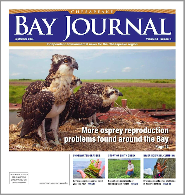 Chesapeake Bay Journal September 2024 cover